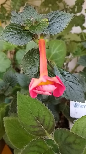 长筒花