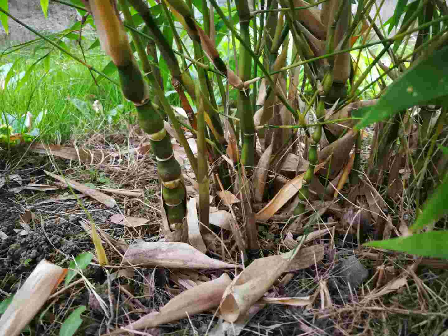 花卉