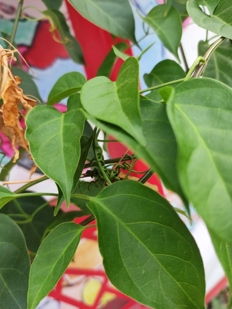 炮仗花