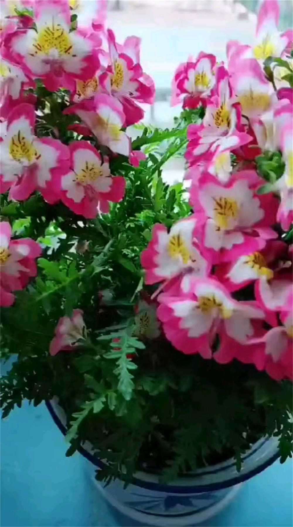 花卉