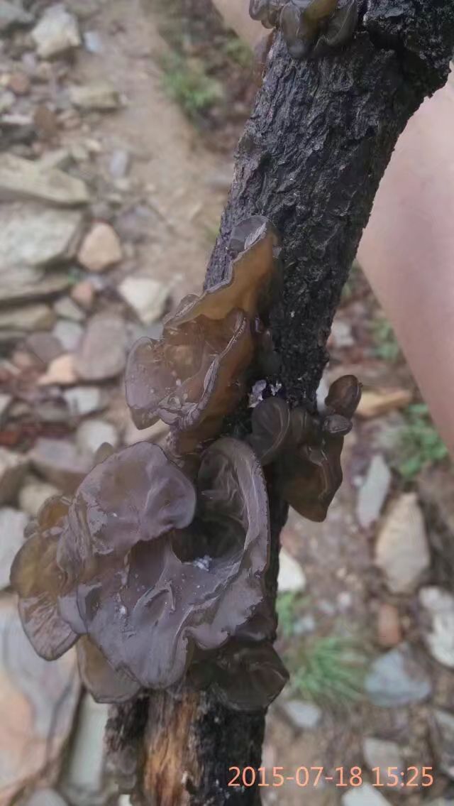 花卉