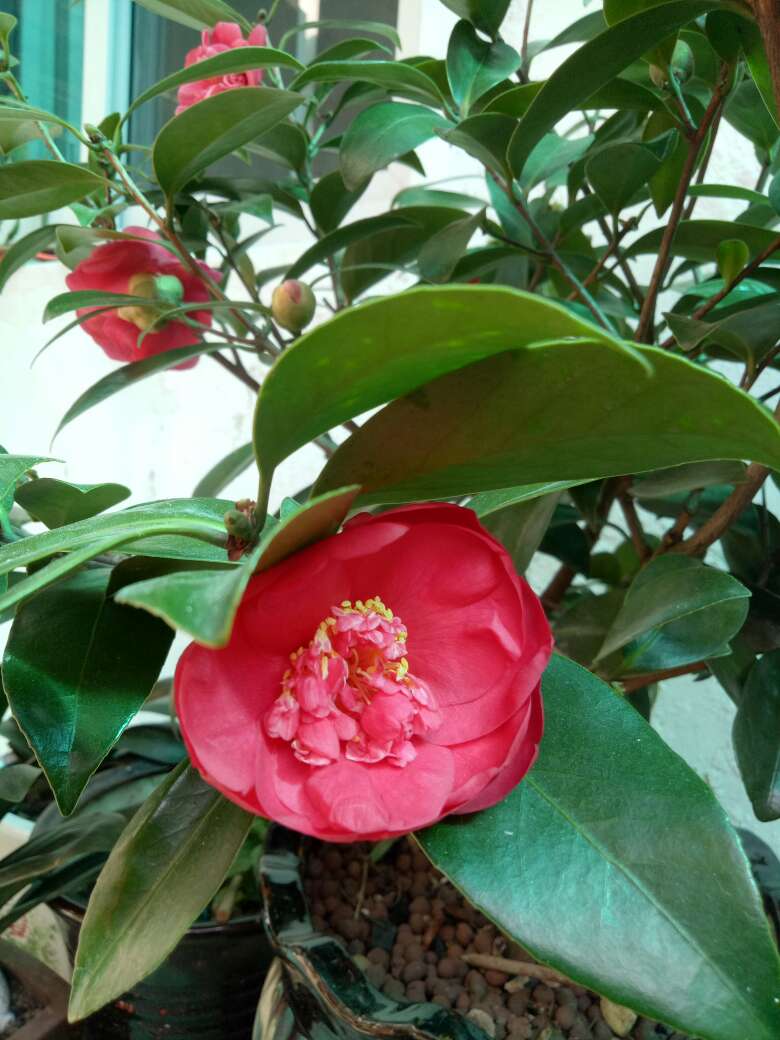 七仙女茶花