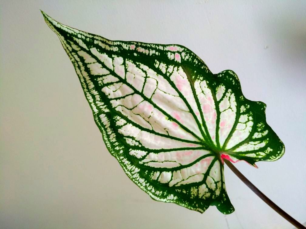 花叶芋