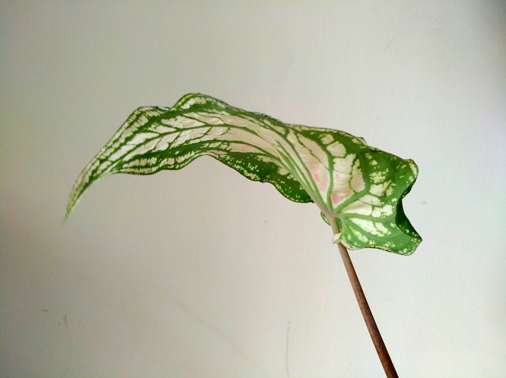 花叶芋