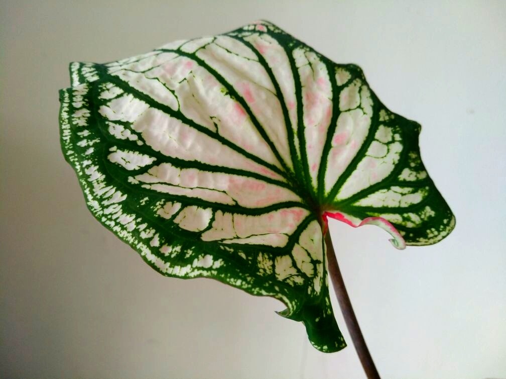 花叶芋