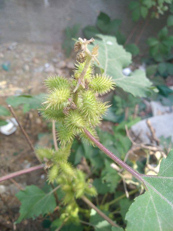 苍耳 苍耳
