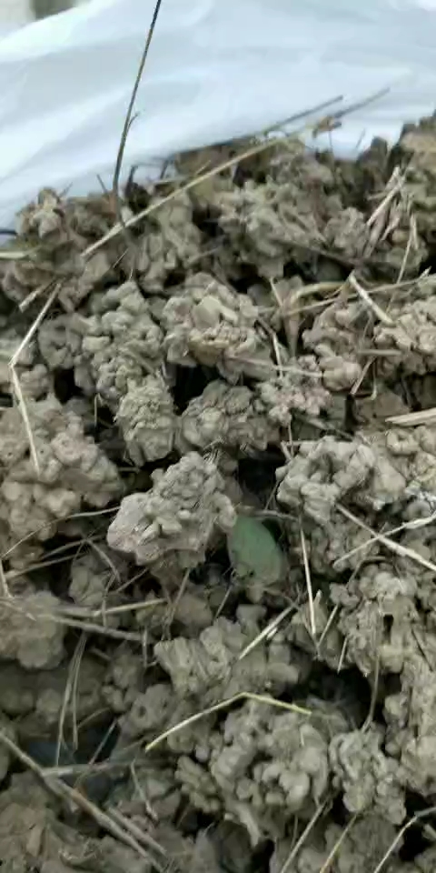 蚯蚓粪