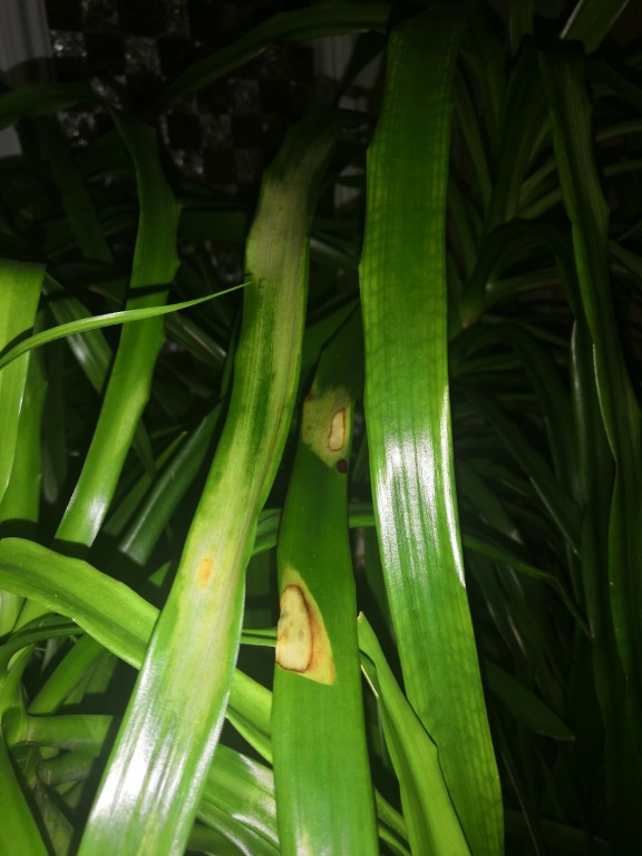 龙须兰