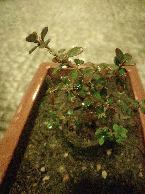 花卉