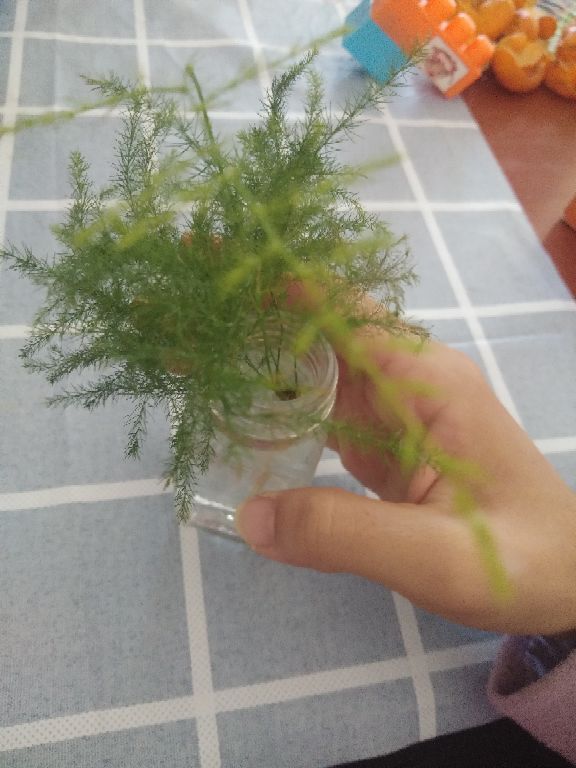 文竹