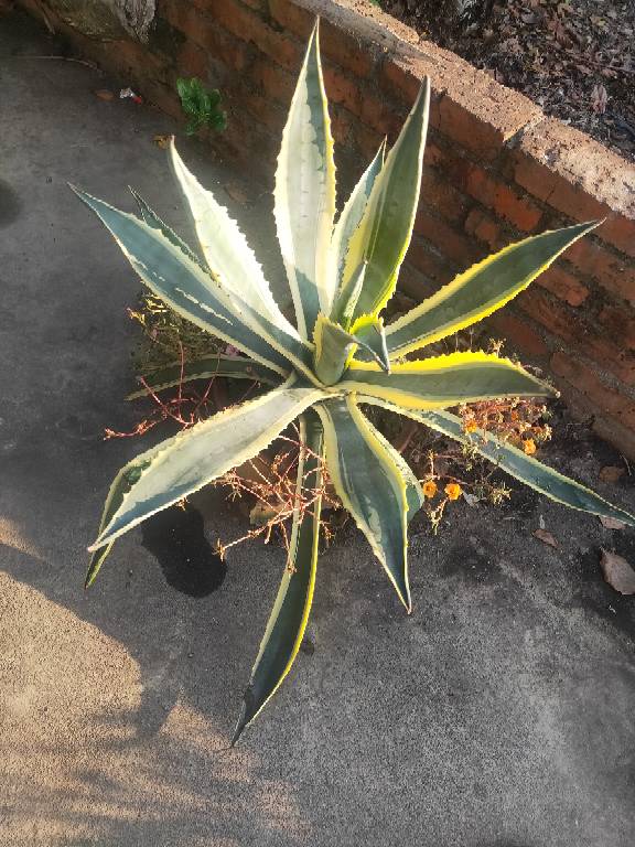 花卉
