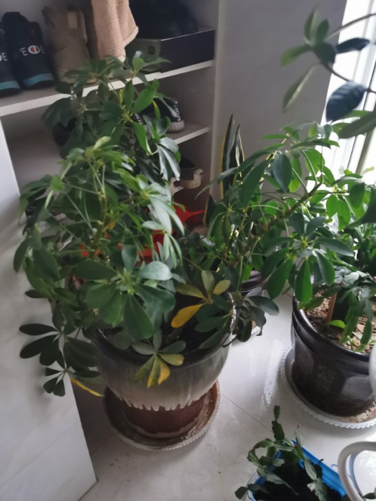 七叶莲