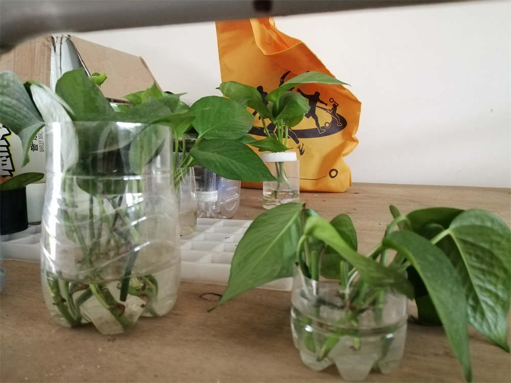 白糖水