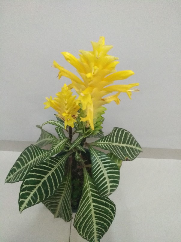 斑马花
