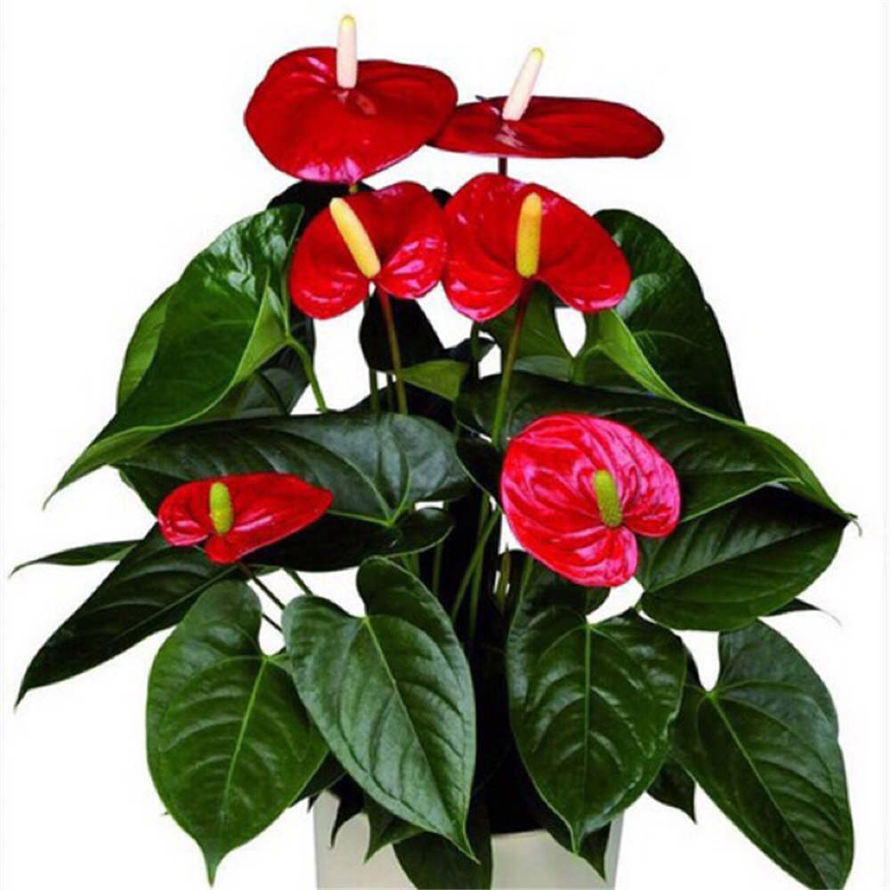 花卉