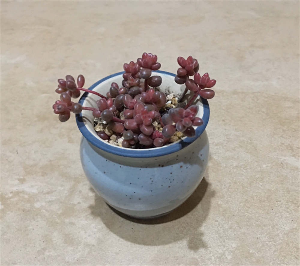 珊瑚珠