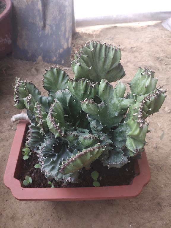麒麟掌
