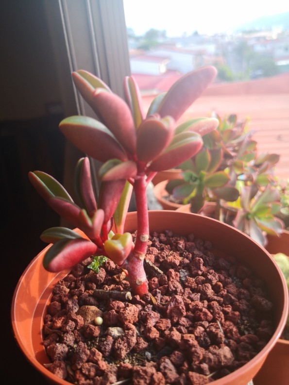 红边椒草图片