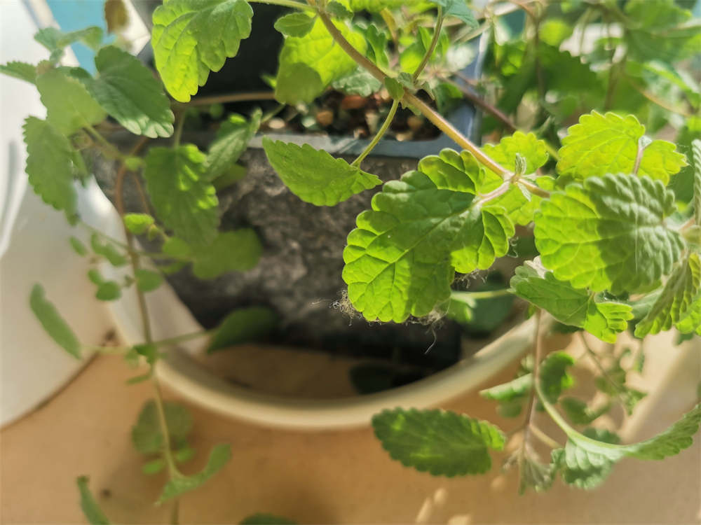 猫薄荷
