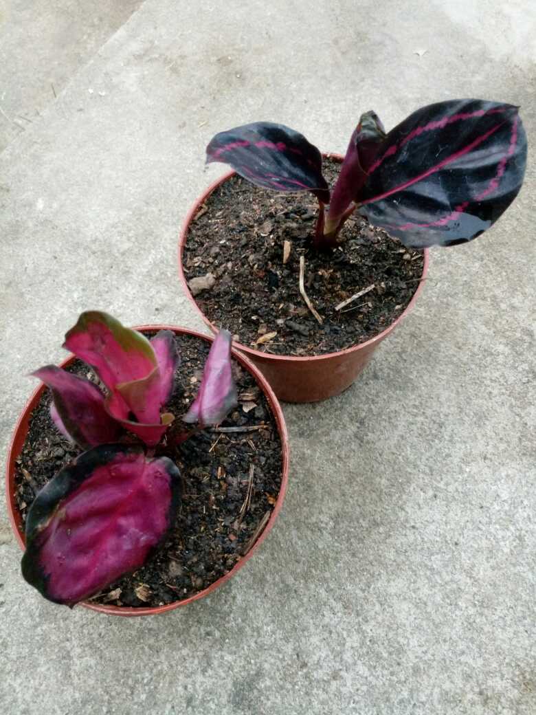 花卉