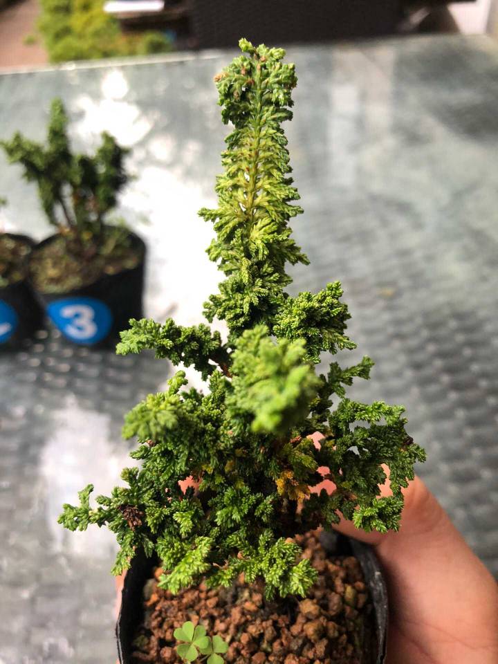 石化桧