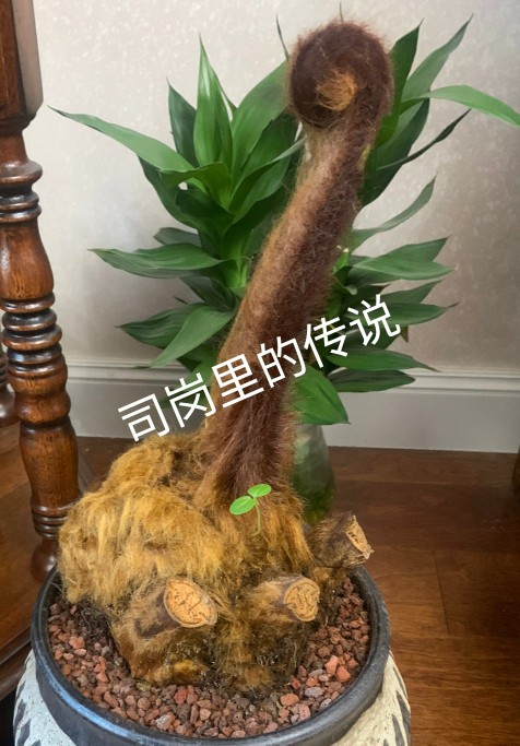 金毛狗蕨