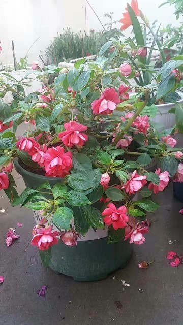 花卉