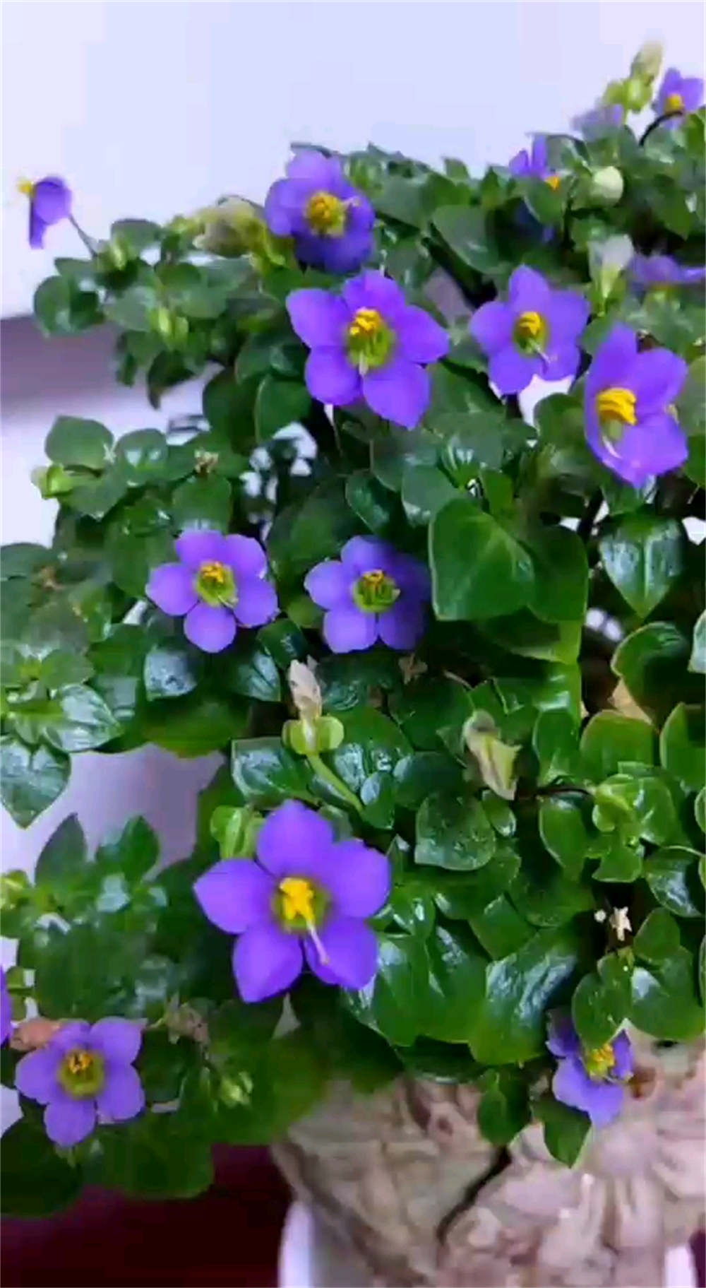 藻百年