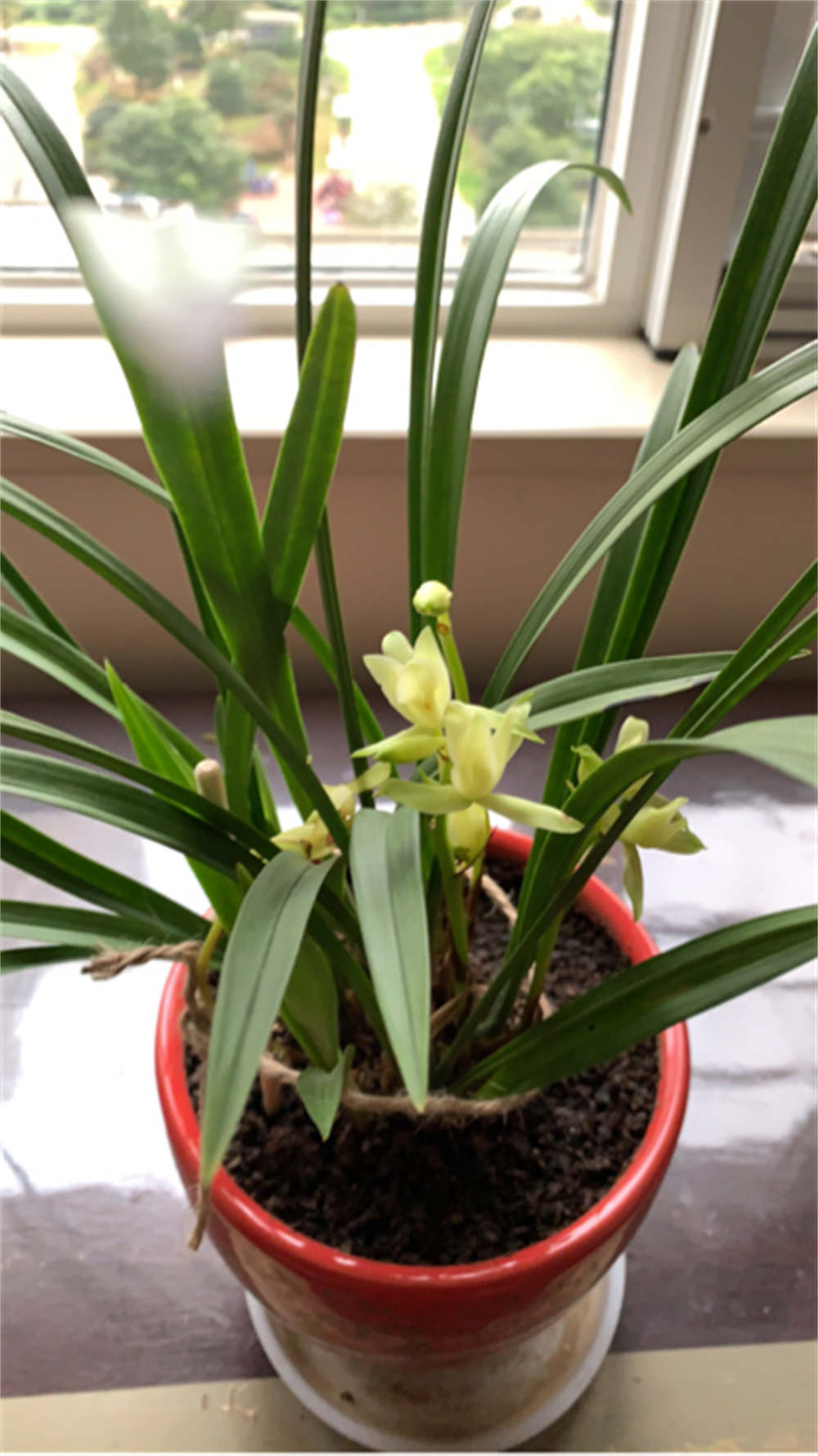 花卉