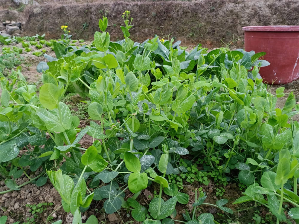 豆苗