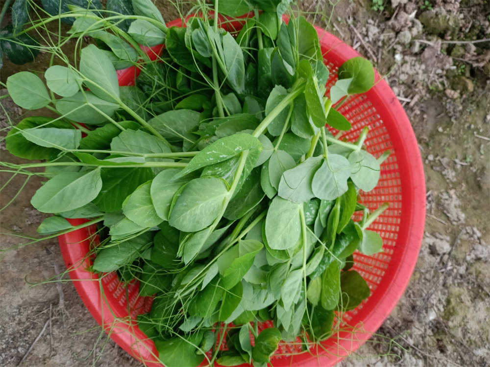 豆苗