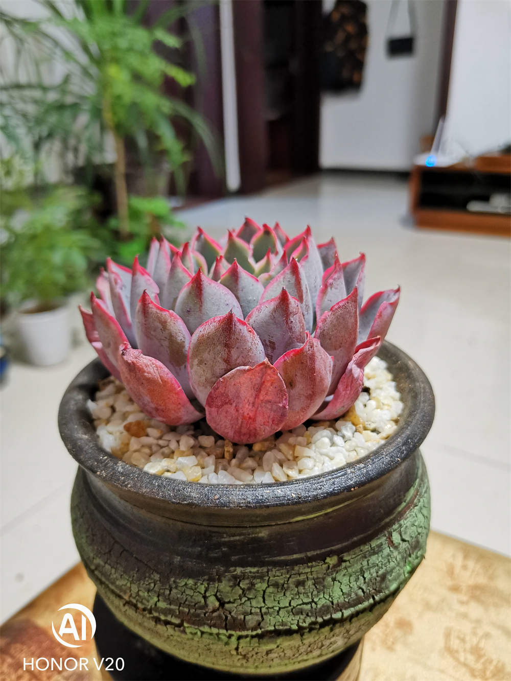 花卉