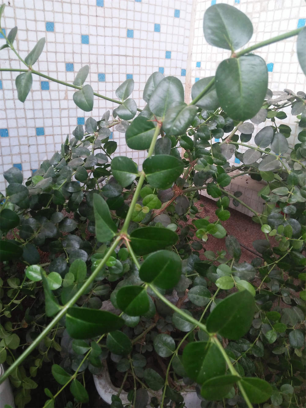 铁茉莉