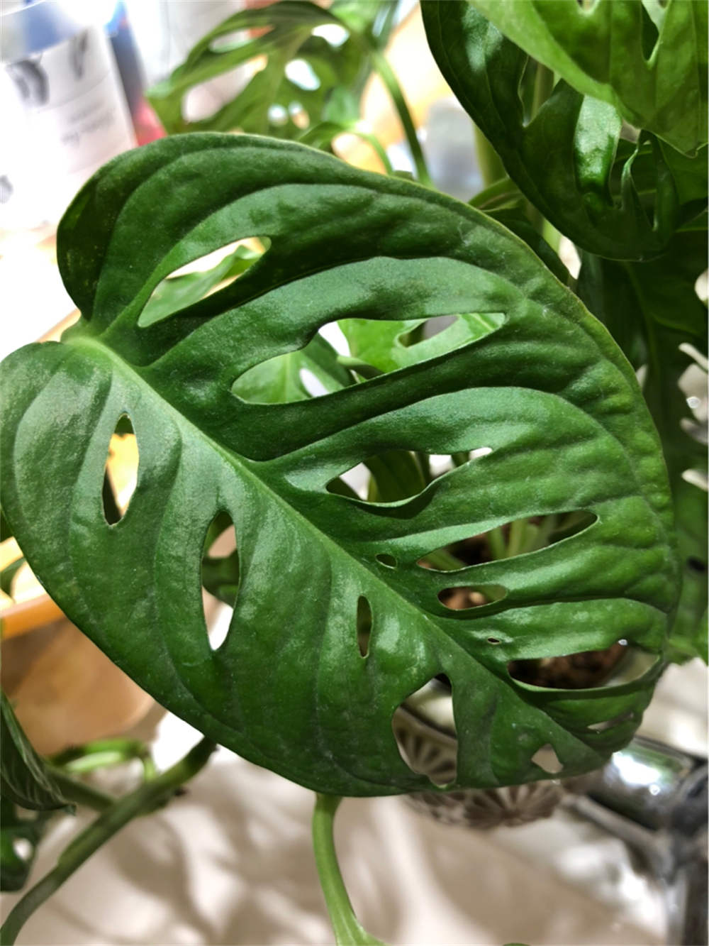 仙洞龟背竹