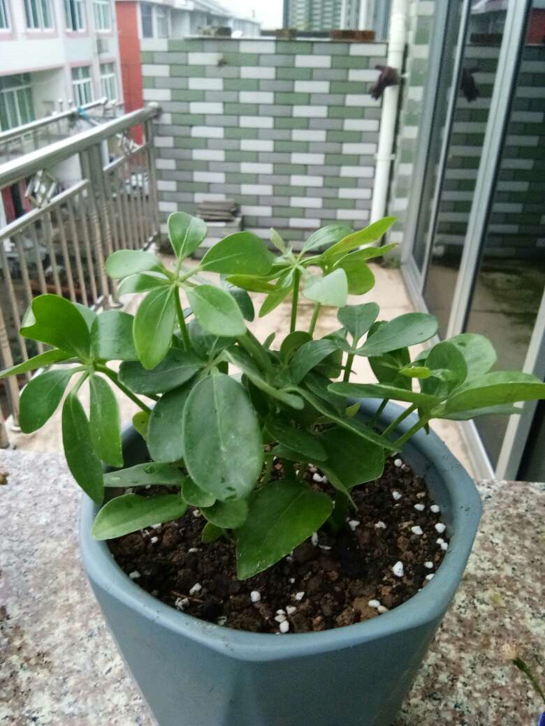 花卉