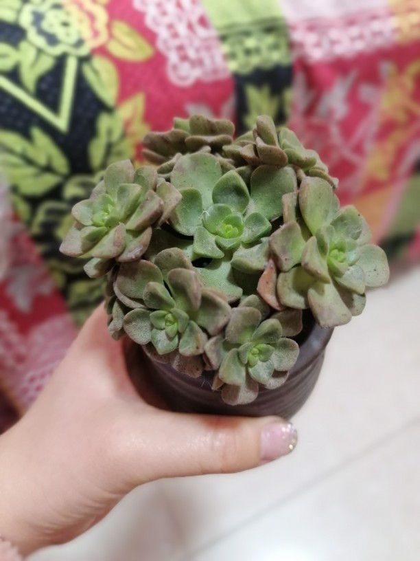 百合丽丽