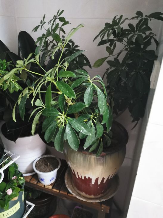 七叶莲