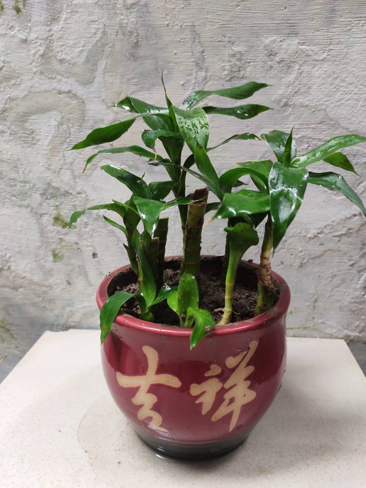 开运竹 开运竹