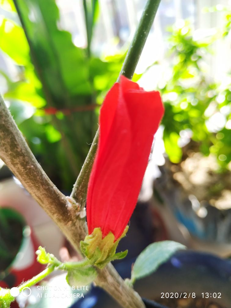 悬铃花