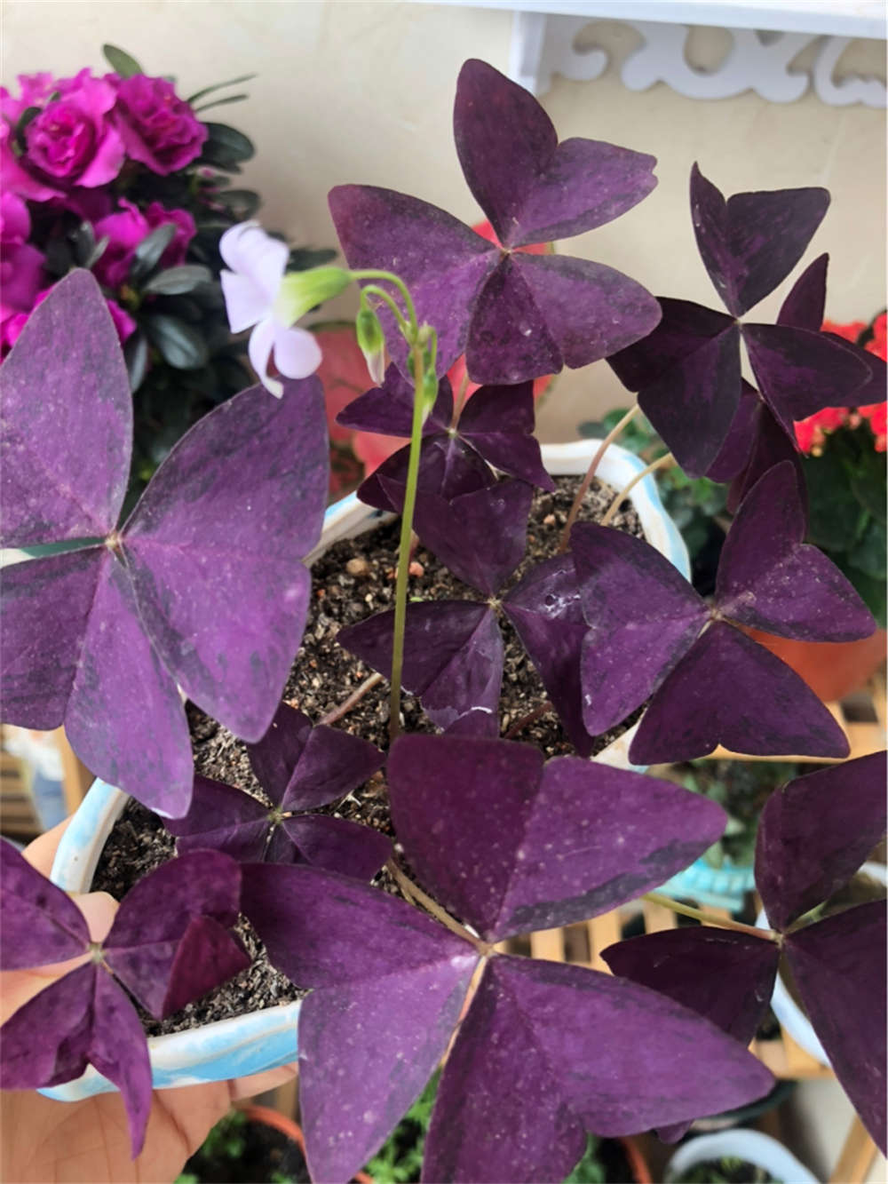 花卉