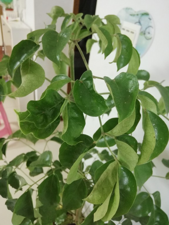 富贵树