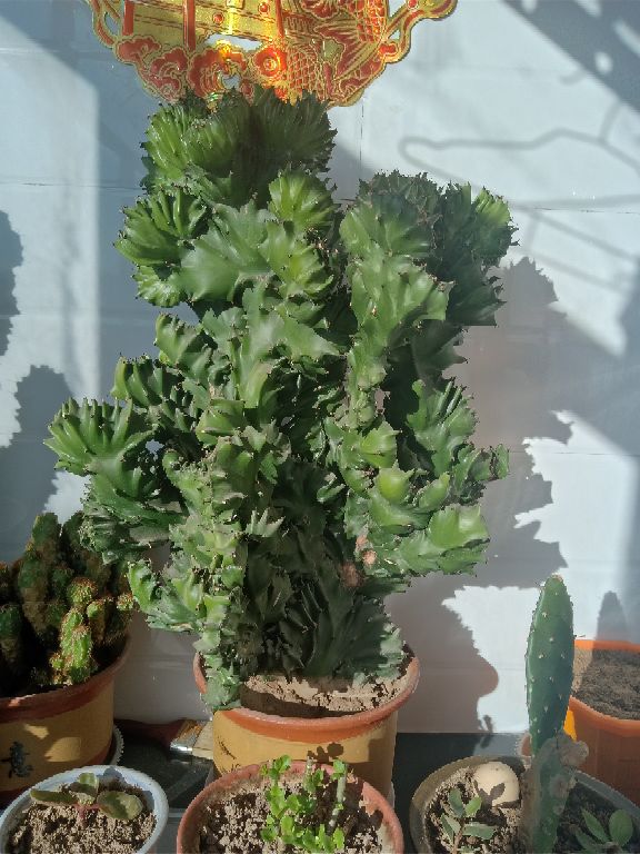 玉麒麟