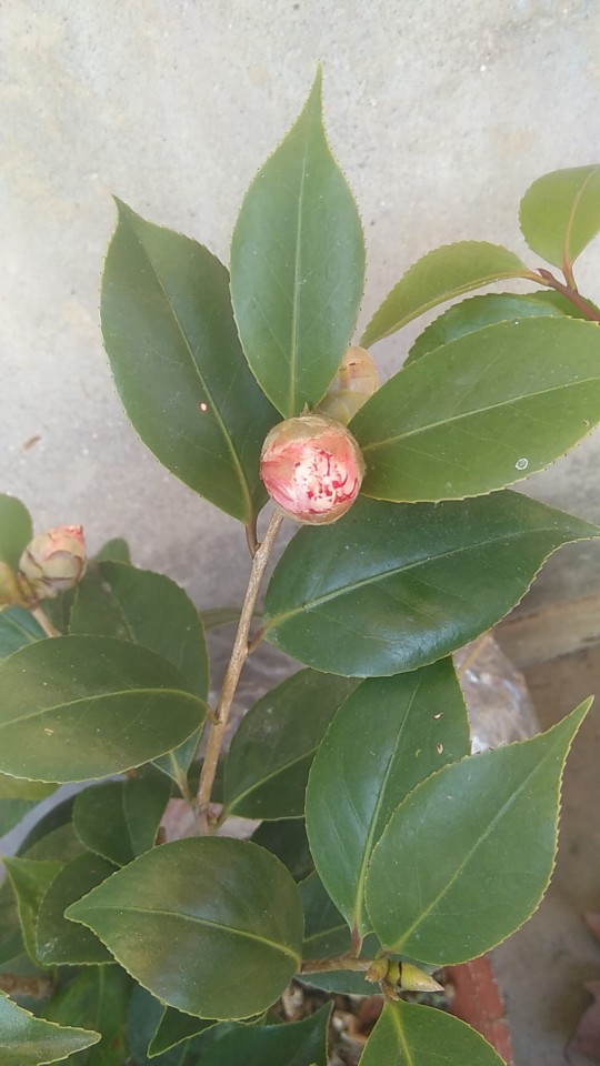 五色赤丹茶花