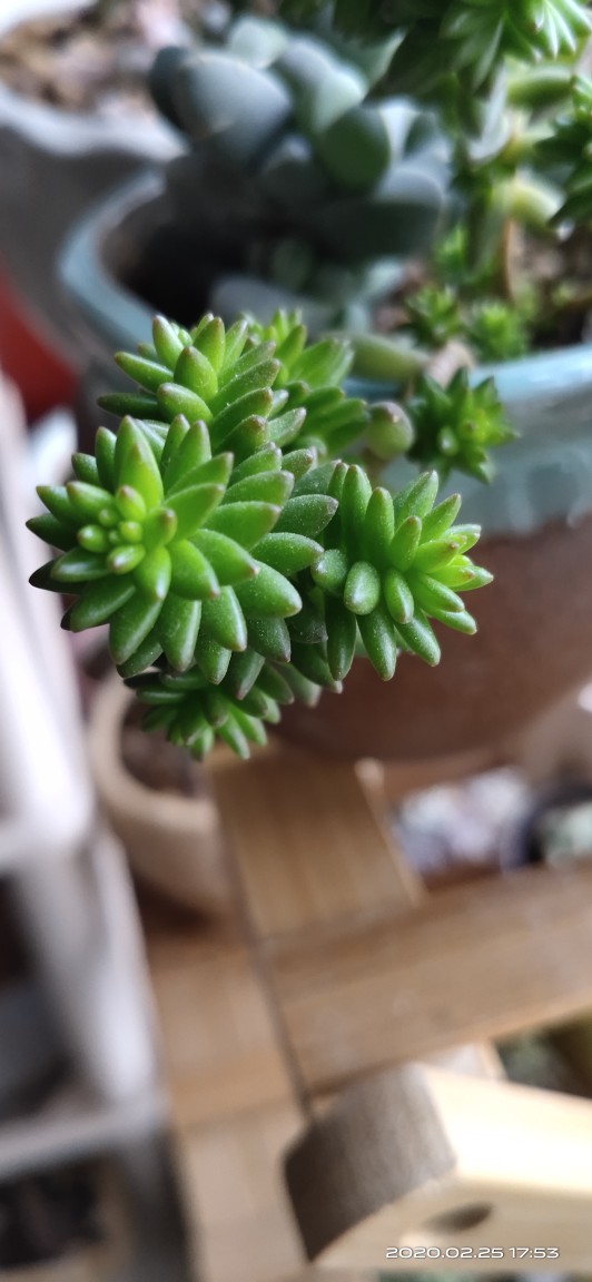 白花小松