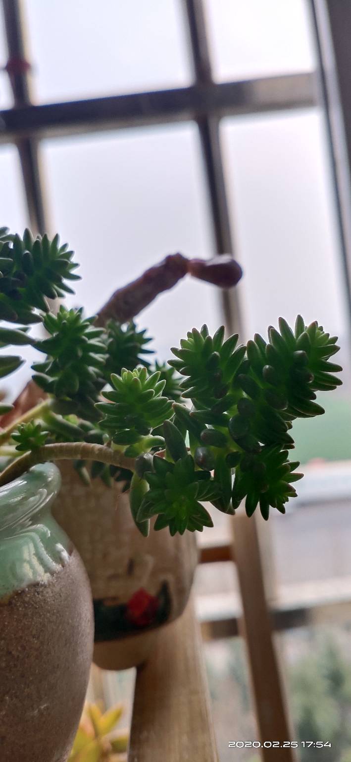 白花小松