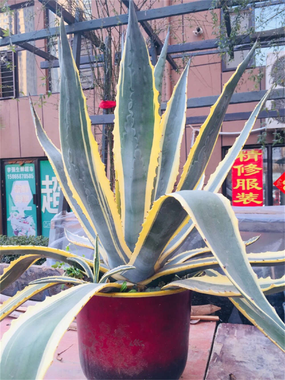 花卉