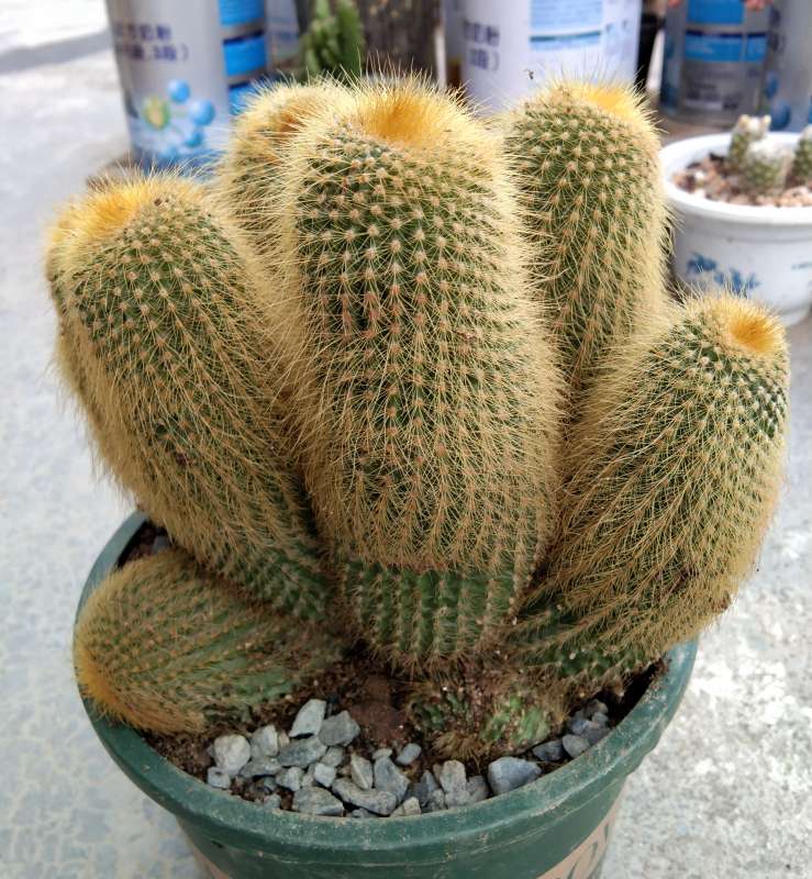 金丝猴