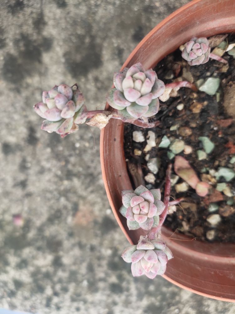 粉蔓