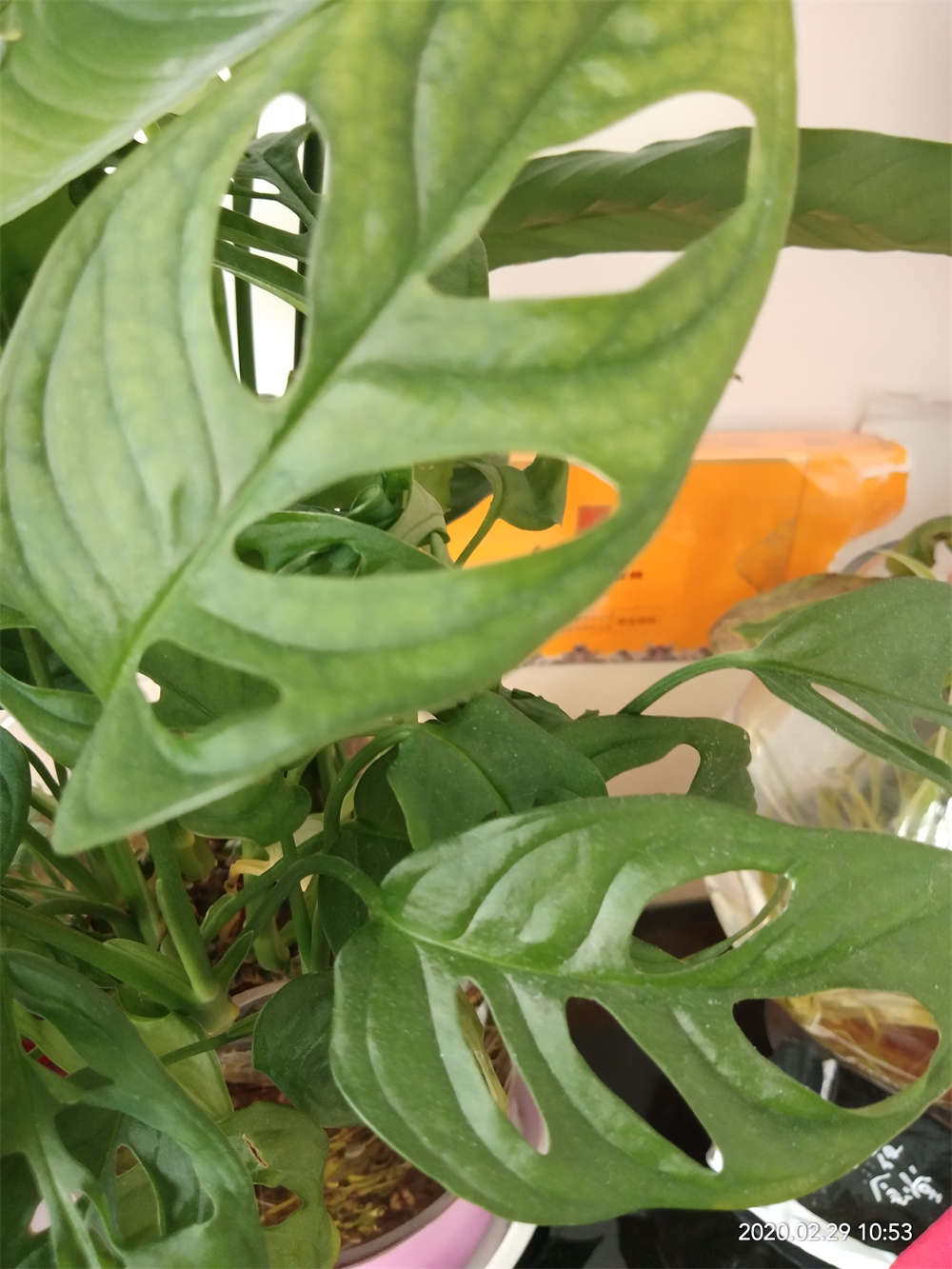 仙洞龟背竹 仙洞龟背竹