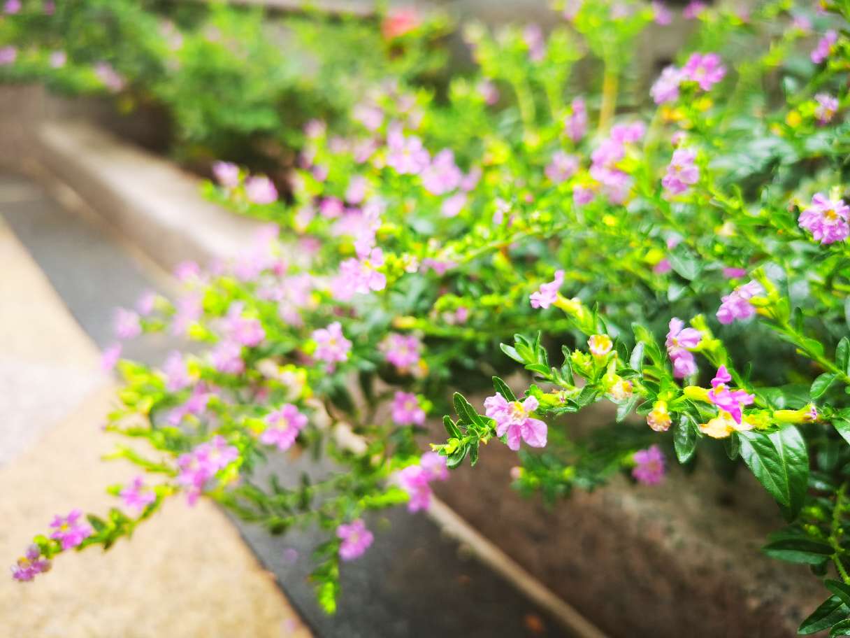 紫萼距花